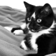 Names for cats and cats black and white color