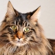 The history of the breed of the Maine Coon
