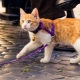 How to wear a harness on a cat?