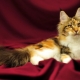 How to call a Maine Coon cat?