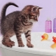 How to bathe the kitten for the first time and at what age can you start?