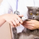 How to cut the claws of a cat and a cat with a claw cutter?