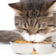 How to teach a cat to dry food?