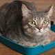How to train an adult cat to the tray?
