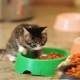 How to choose food for kittens under the age of one year?