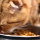 Canadian cat food: features and manufacturers rating
