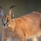 Caracals: breed characteristics, home care rules