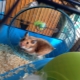 Cages for a hamster: types, choice and arrangement