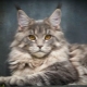 Nicknames for the Maine Coon: how to call a boy?