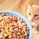 Cat food premium: components, brands, choice