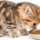 Super premium cat food: description, brands, tips on choosing