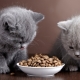 Foods for kittens and cats with sensitive digestion