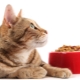 Holistic-class cat food: manufacturers rating and selection rules