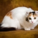 Cats breed American Curl: features, rules of feeding and maintenance