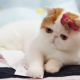 Cats snoopy: what is the breed and the reasons for their popularity