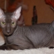 Bald cats: characteristics, types, rules of care