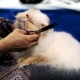 Clippers for cats haircut: types, models, selection and operation