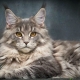 Metis Maine Coon: features, varieties and recommendations for the content