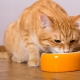 Is it possible to feed a cat with dry and wet food at the same time?