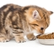 Is it possible to feed a kitten with only dry food or only wet food?