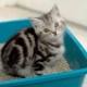 Cat litter: varieties and subtleties of use
