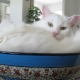 Overview of white cats of the Turkish Angora breed