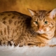 Ocicat: description of the breed of cats and care