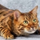 Description, nature and content of toyger cats