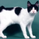 Description, character, feeding and breeding cats Japanese bobtail