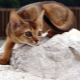 Description of the nature and habits of the Abyssinian cats