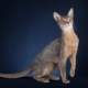 Description and content of Abyssinian cats blue color