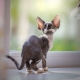 Description and content of cats Devon Rex