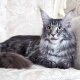 Description and content of gray maine coons