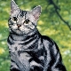 Description of American cat breeds and their content