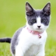 Collars for cats: types, choices and features of use