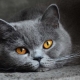  Character traits of British cats