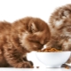 Features and rating of super-premium feed for kittens