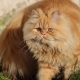 Persian cat: description, character, types and recommendations for care