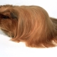 Peruvian Guinea Pigs: Breed Description and Features