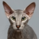 Peterbald: description of the cat breed, nature and content
