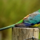 Singing parrots: description, rules of keeping and breeding