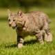 Pixybob: features of the breed of cats and their conditions