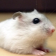 Popular domestic and unusual hamster breeds