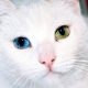 Breeds of cats with eyes of different colors and their particular health