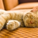 Duration and sleep patterns of the cat