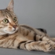 The origin, description and content of the Egyptian Mau cats