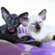 Variety of Oriental Cats Colors