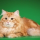 Red Siberian cats: breed characteristics and content