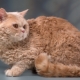 Selkirk Rex: features, choices and rules of care