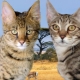 Serengeti: a description of the breed of cats, especially the content